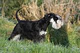 SCHNAUZER NAIN 055